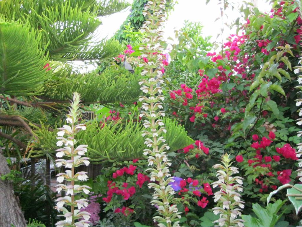 A White Jasmine Inn ซานตาบาร์บารา ภายนอก รูปภาพ